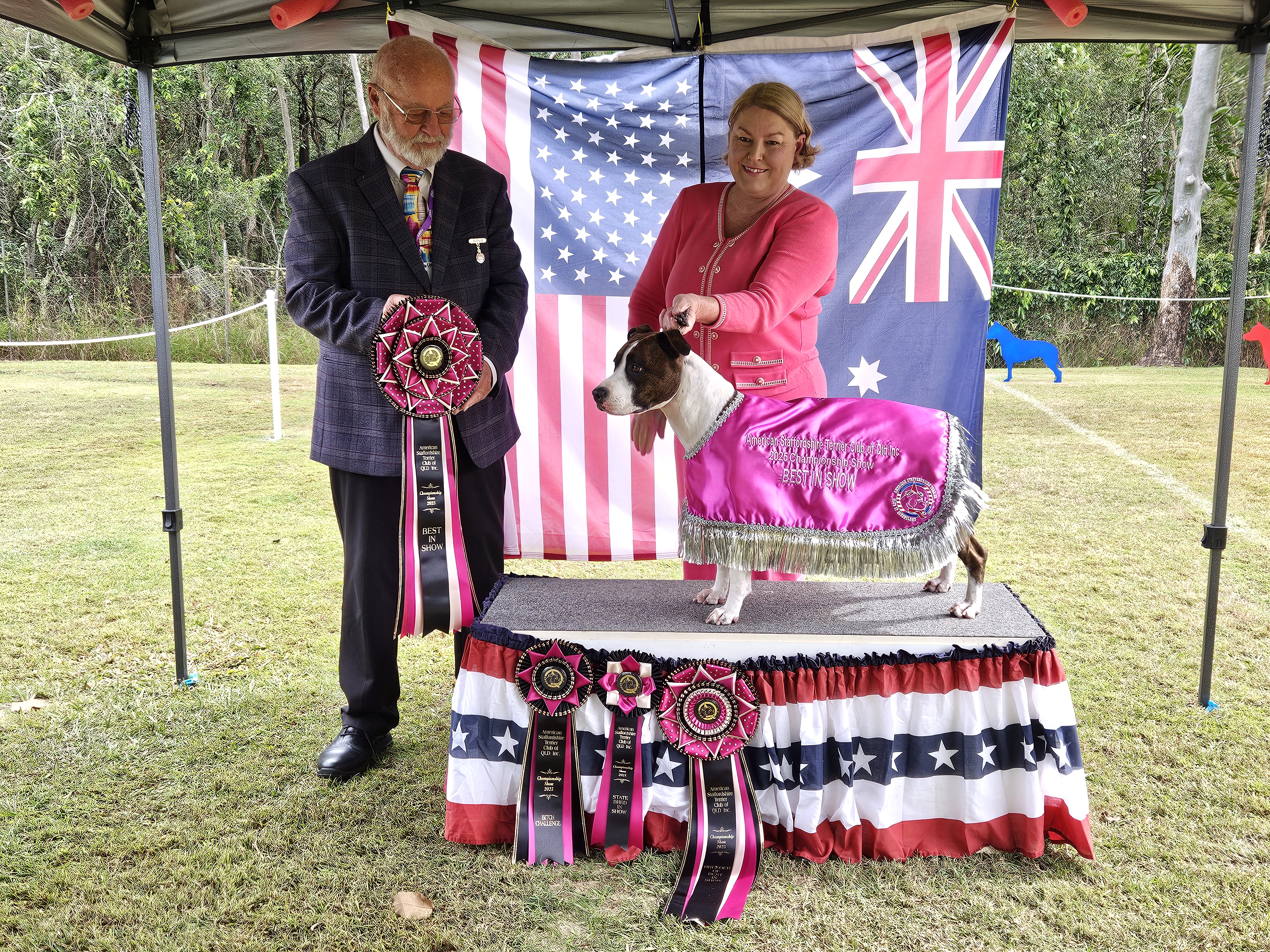 American Staffordshire Terrier for sale by DINAMYTE