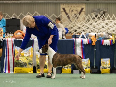BISS Aust Ch Dinamyte Party Animal (AI) American Staffordshire Terrier