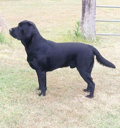Labrador Retriever for sale by HELENLOFTHOUSE
