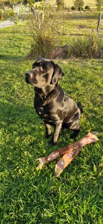 Labrador Retriever for sale by ASTROLAB