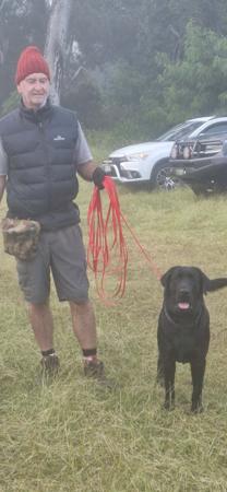 Labrador Retriever for sale by ASTROLAB