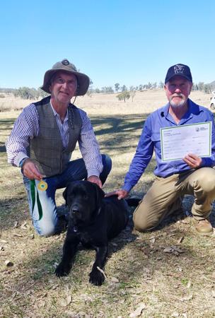 Labrador Retriever for sale by ASTROLAB