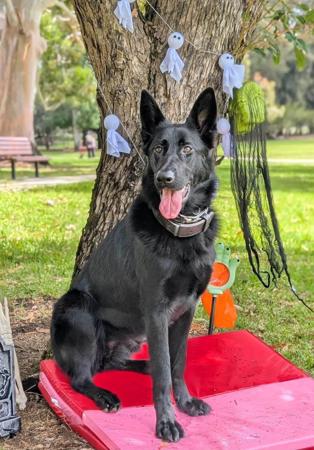 German Shepherd Dog puppy for sale by VONORTHUS