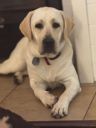 Labrador Retriever for sale by NDOTO