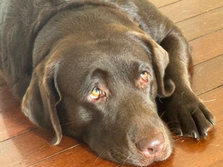 Labrador Retriever for sale by NDOTOLABRADORS