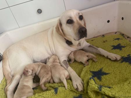 Labrador Retriever for sale by NDOTO