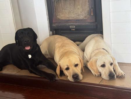 Labrador Retriever for sale by NDOTO