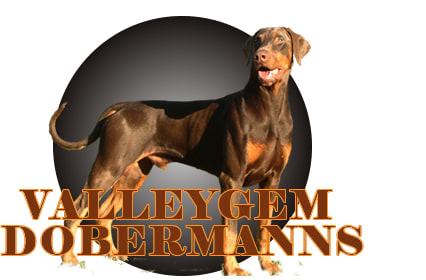 Dobermann for sale by VALLEYGEM