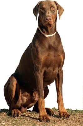 Dobermann for sale by VALLEYGEM