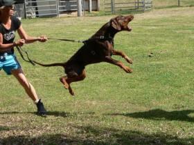 Dobermann for sale by VALLEYGEM