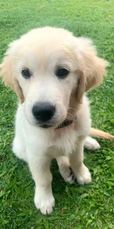 Golden Retriever for sale by EVERDARLING