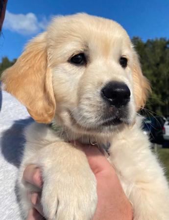 Golden Retriever for sale by EVERDARLING