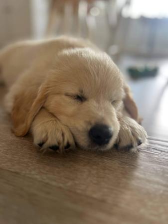 Golden Retriever for sale by EVERDARLING