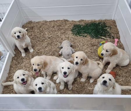 Golden Retriever for sale by EVERDARLING