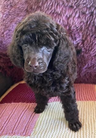 Poodle (Miniature) puppy for sale by SUNSHINESTAR