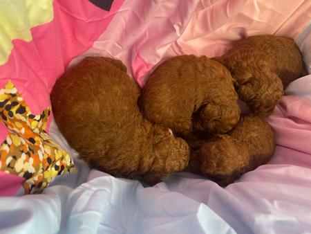 Poodle (Toy) puppy for sale by SUNSHINESTAR