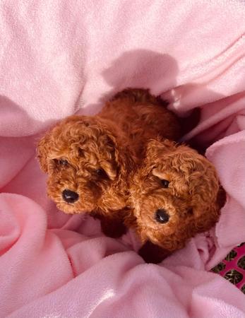 Poodle (Toy) puppy for sale by SUNSHINESTAR
