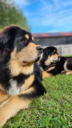 Tibetan Mastiff for sale by SLB1978