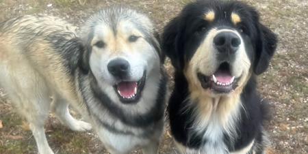 Tibetan Mastiff for sale by ARDORNMERAKI