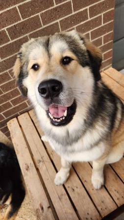 Tibetan Mastiff for sale by ARDORNMERAKI