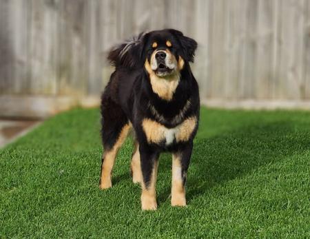 Tibetan Mastiff for sale by ARDORNMERAKI