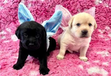 Labrador Retriever puppy for sale by SOHALISPIRIT