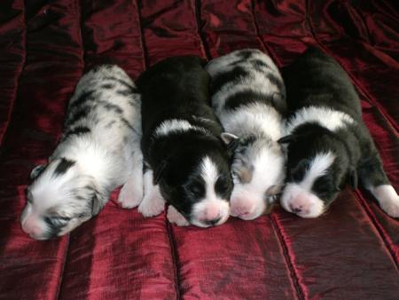 Australian Shepherd puppy for sale by ANNEZELVYS
