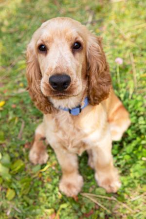 Cocker Spaniel for sale by COASTALCOCKA