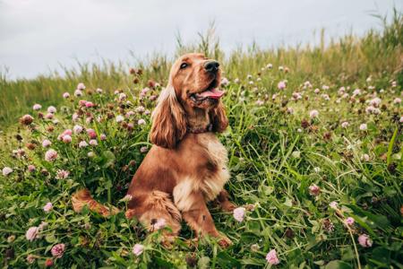 Cocker Spaniel for sale by COASTALCOCKA