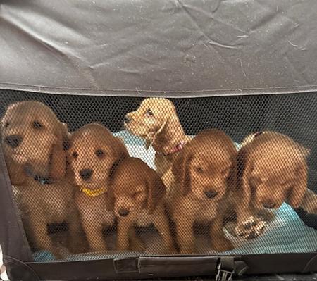 Cocker Spaniel for sale by COASTALCOCKA