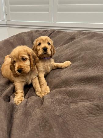 Cocker Spaniel for sale by COASTALCOCKA