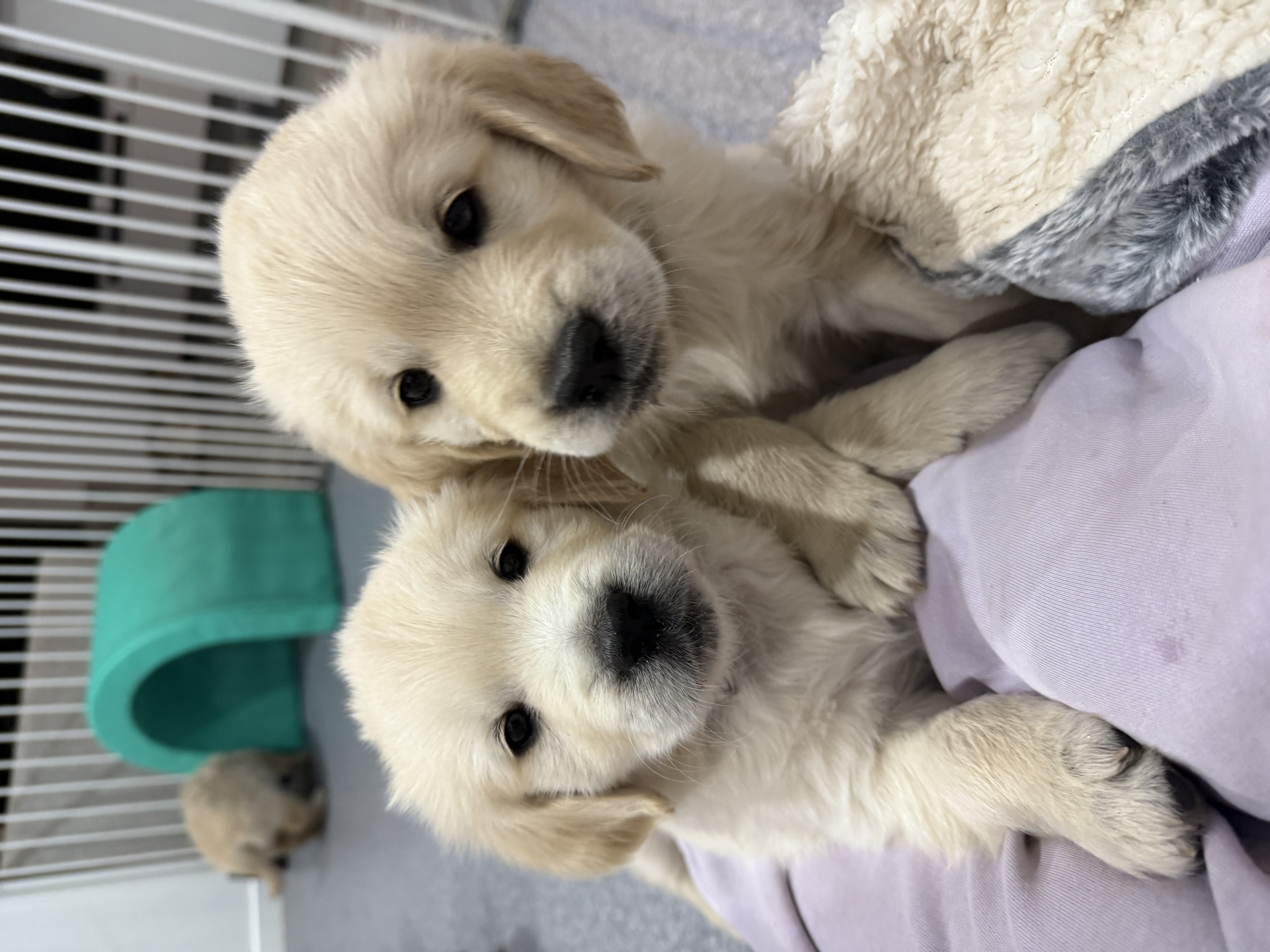Golden Retriever puppy for sale by CHILLIZZMOGOLDENS