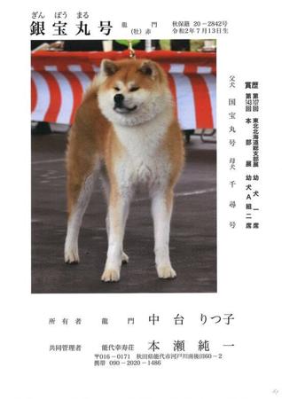 Akita (Japanese) for sale by FORESTPACK