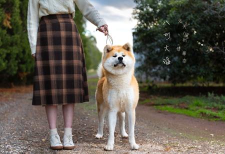 Akita (Japanese) for sale by FORESTPACK