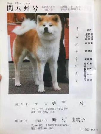 Akita (Japanese) for sale by FORESTPACK