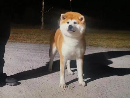 Akita (Japanese) for sale by FORESTPACK