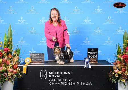 Biewer Terrier for sale by MIKATH