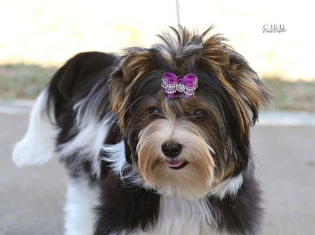 Biewer Terrier for sale by MIKATH