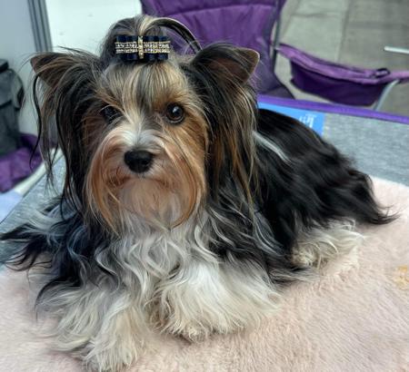 Biewer Terrier for sale by MIKATH