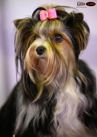 Biewer Terrier for sale by MIKATH