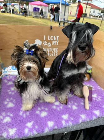 Biewer Terrier for sale by MIKATH