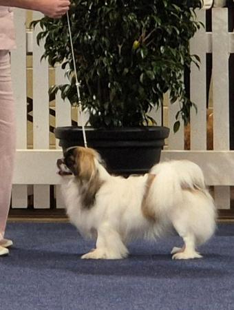 Tibetan Spaniel for sale by HITOTSU