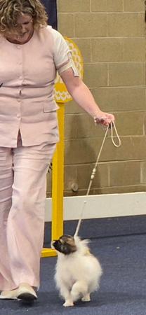 Tibetan Spaniel for sale by HITOTSU