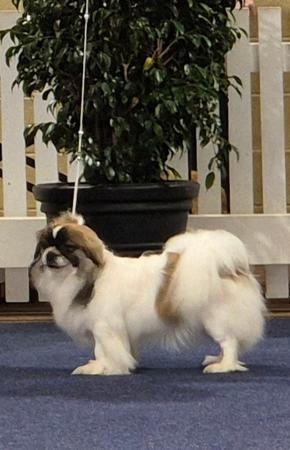 Tibetan Spaniel for sale by HITOTSU