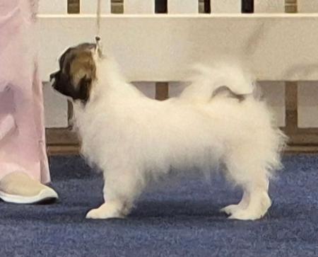 Tibetan Spaniel for sale by HITOTSU