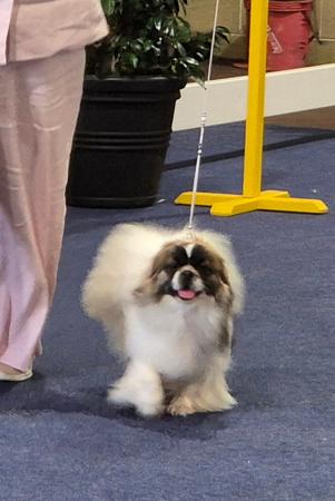 Tibetan Spaniel for sale by HITOTSU