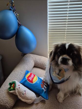 Tibetan Spaniel for sale by NOBLEDOGS