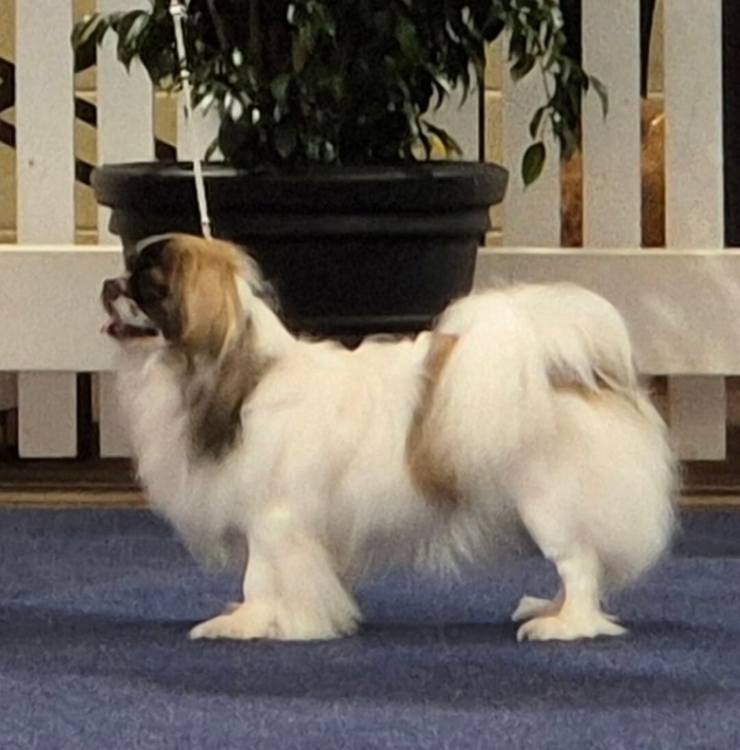 Dogs Rising Stars Aust Ch Maketawa My Divine World Tibetan Spaniel - Owned by Helen ...