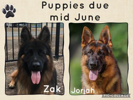 German Shepherd Dog (Long Stock Coat) puppy for sale by KARHAM