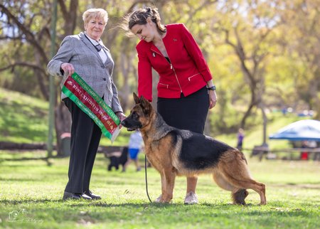 BIS Karham You Only Need One 'A'(4:4) 'Z'(0:0) German Shepherd Dog